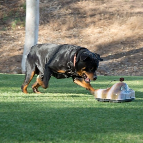 Go-Go Dog pals are remote-controlled toys made to look like animals your dog might want to chase.